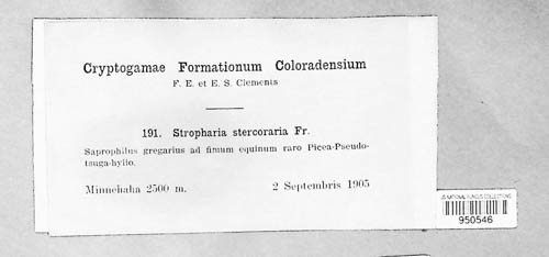 Protostropharia semiglobata image